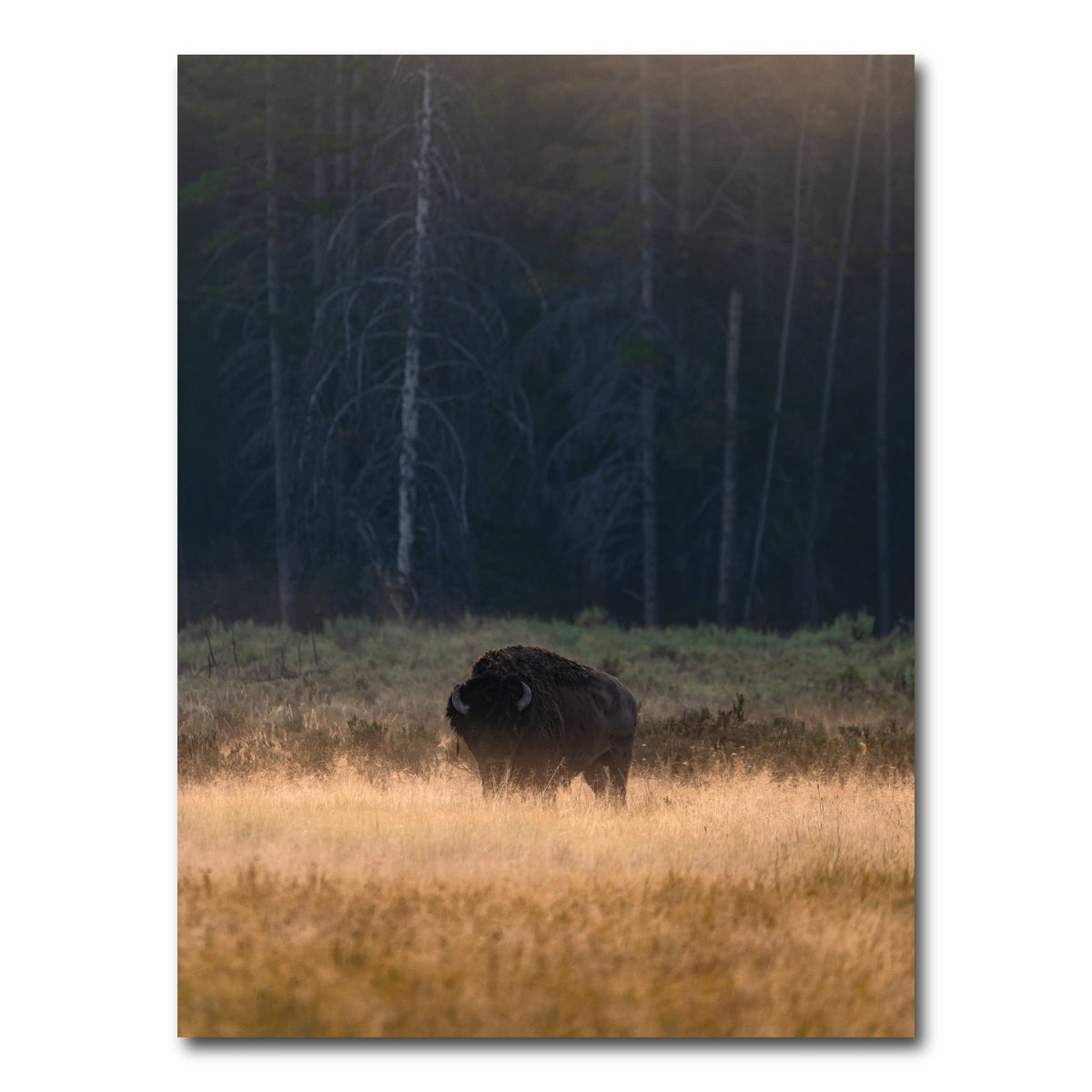 AUTO-MOCKUP WHITE | Morning Graze | 1 Piece | Gallery Wrap Canvas | group=3x4