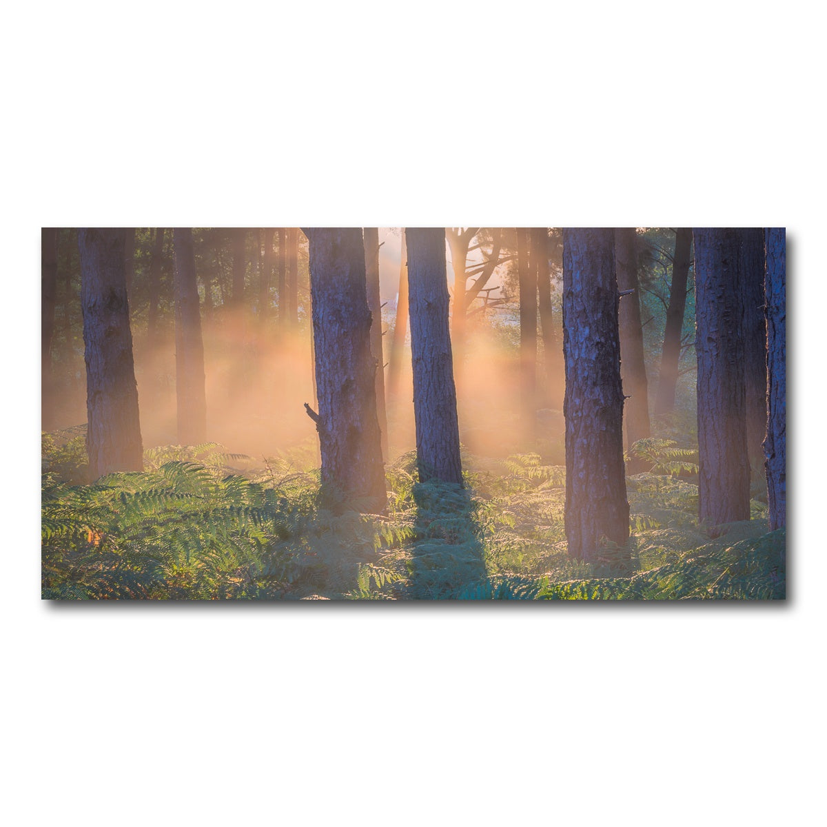 AUTO-MOCKUP WHITE | Morning in Reigate heath | 1 Piece | Gallery Wrap Canvas | group=2x1