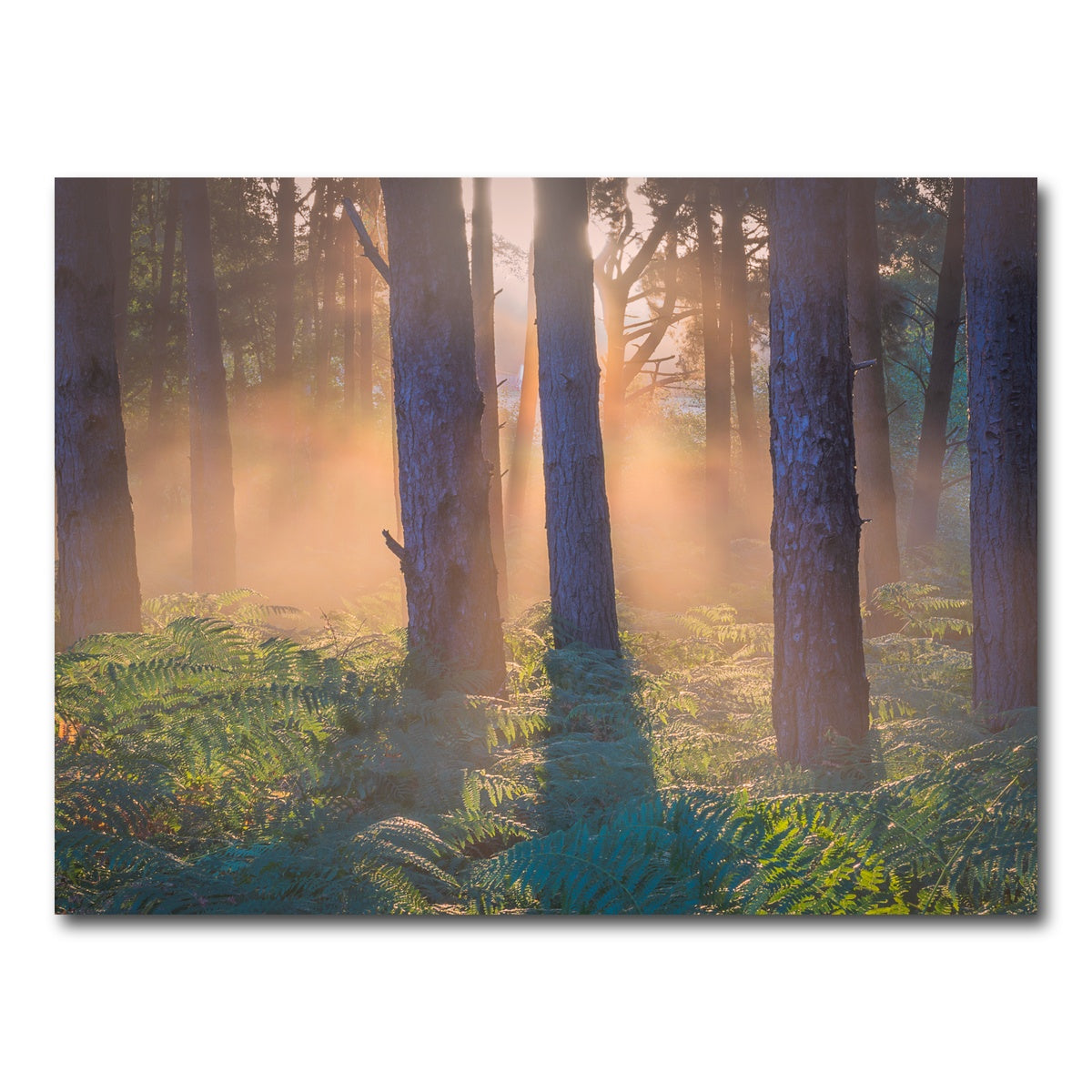 AUTO-MOCKUP WHITE | Morning in Reigate heath | 1 Piece | Gallery Wrap Canvas | group=4x3