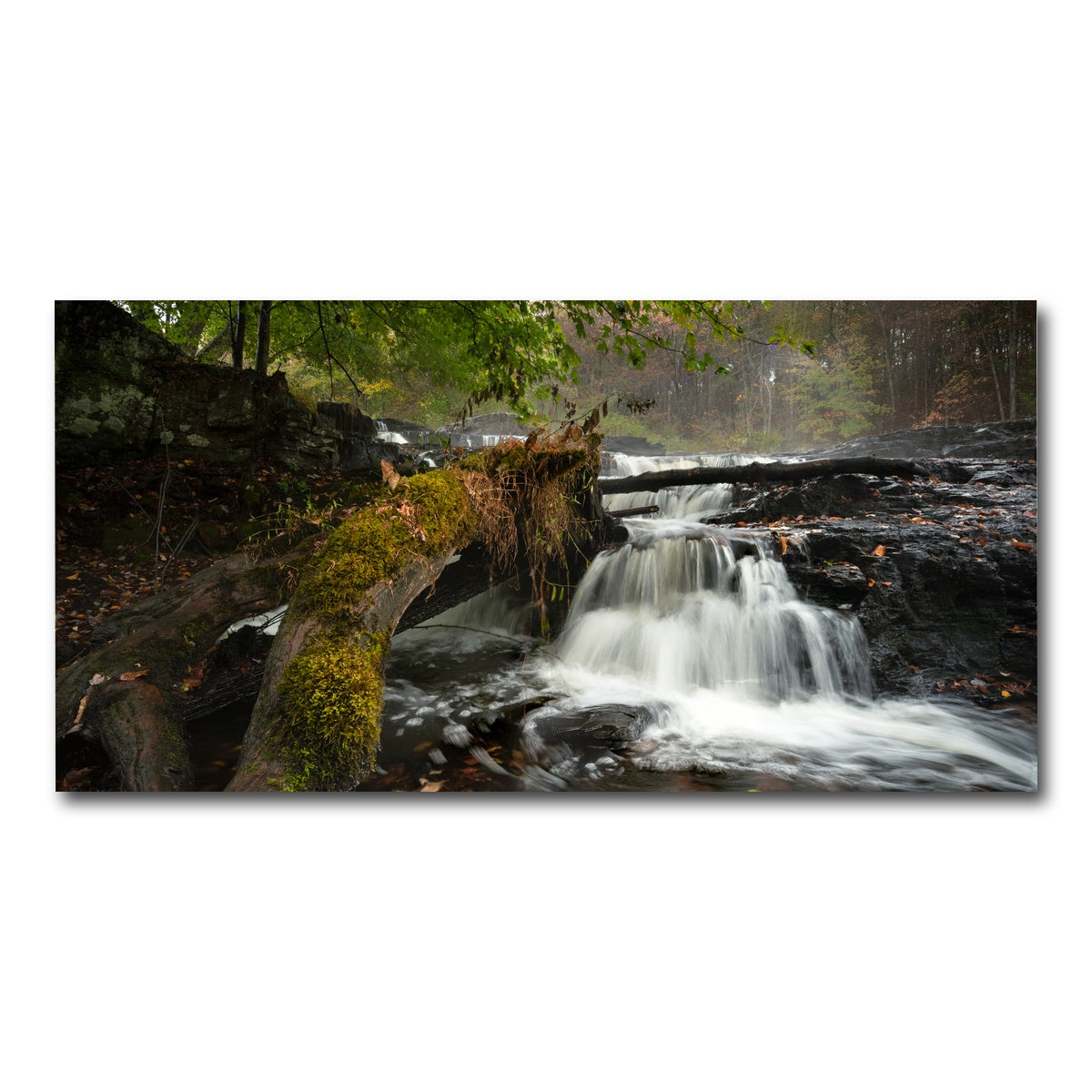 AUTO-MOCKUP WHITE | Mossy Limbs | 1 Piece | Gallery Wrap Canvas | group=2x1