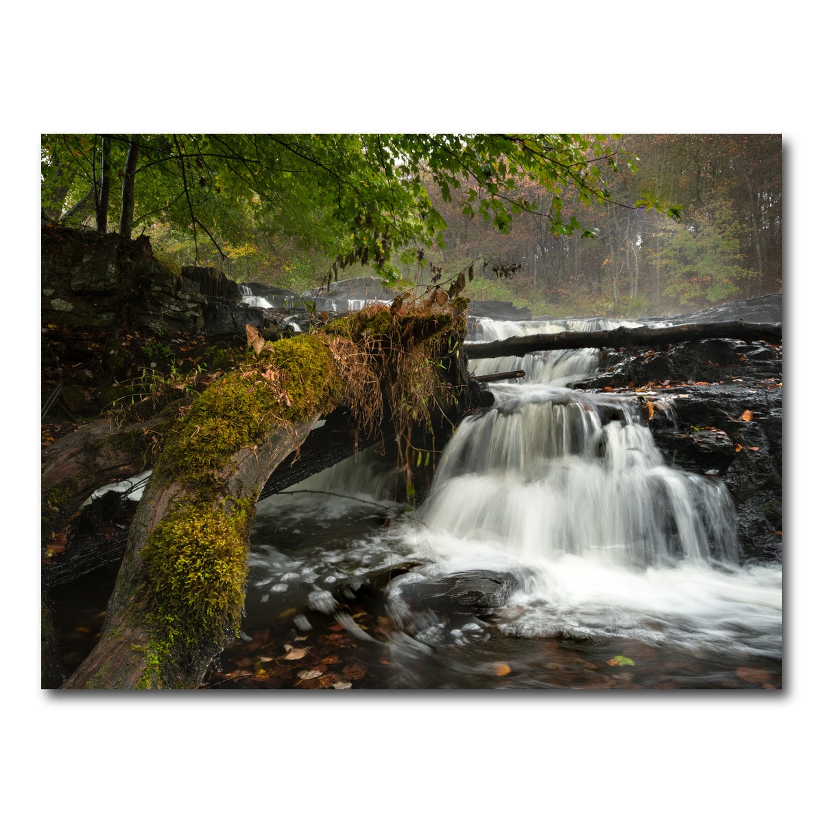 AUTO-MOCKUP WHITE | Mossy Limbs | 1 Piece | Gallery Wrap Canvas | group=4x3