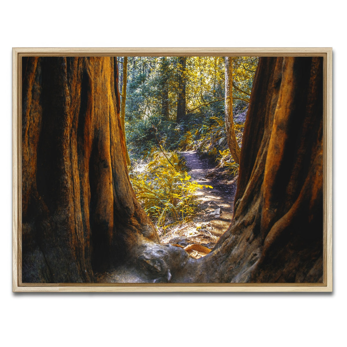 AUTO-MOCKUP WHITE | Muir Woods | 1 Piece | Natural Framed Canvas | group=4x3