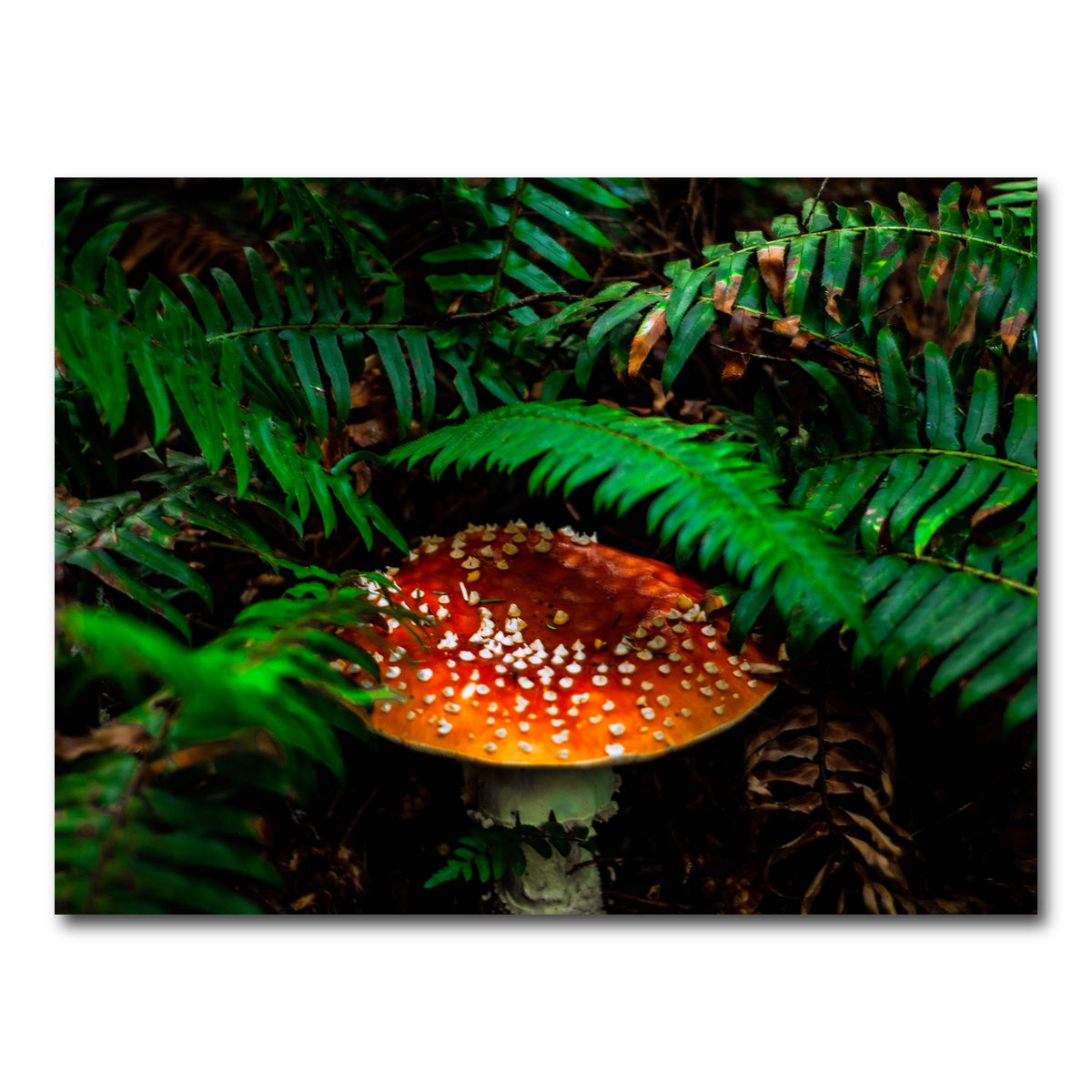AUTO-MOCKUP WHITE | Mushroom and Ferns | 1 Piece | Gallery Wrap Canvas | group=4x3