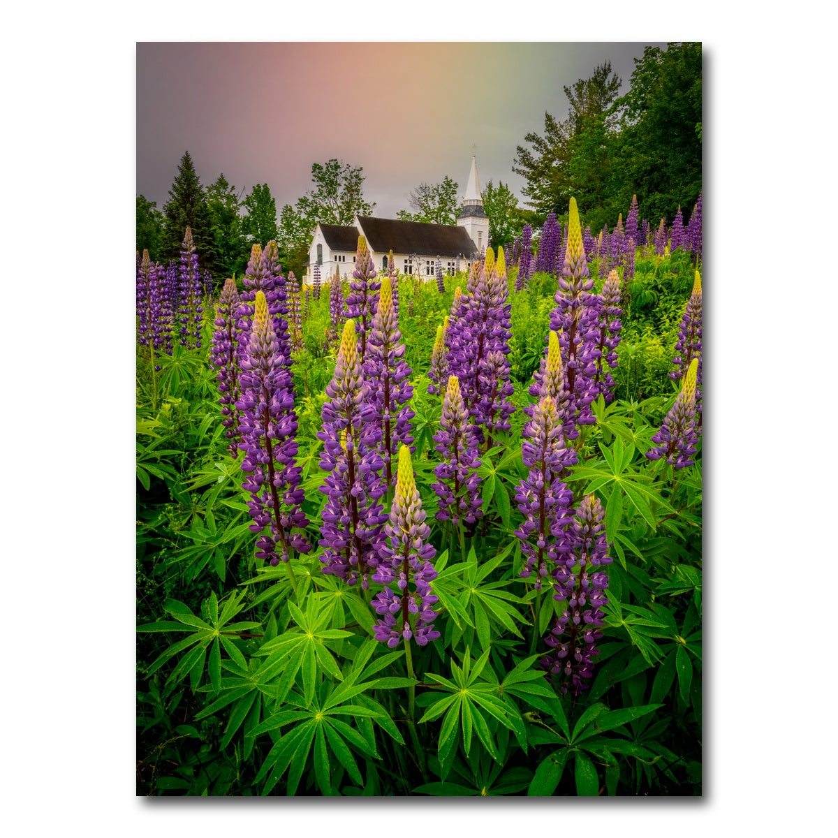 AUTO-MOCKUP WHITE | New Hampshire Lupines | 1 Piece | Gallery Wrap Canvas | group=3x4