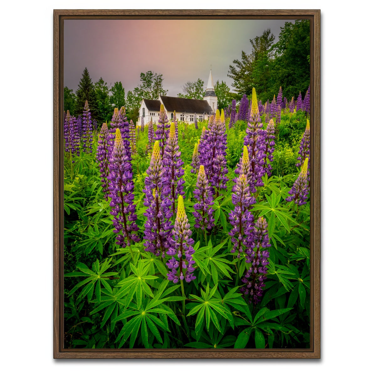 AUTO-MOCKUP WHITE | New Hampshire Lupines | 1 Piece | Walnut Framed Canvas | group=3x4