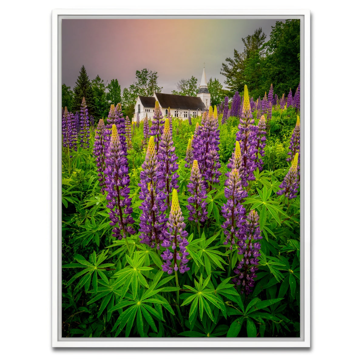 AUTO-MOCKUP WHITE | New Hampshire Lupines | 1 Piece | White Framed Canvas | group=3x4