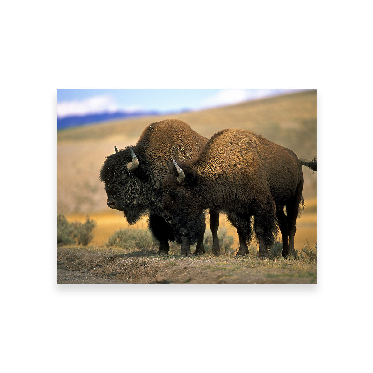 North American Buffalo Wall Art