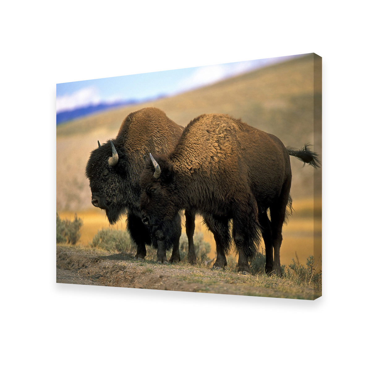 North American Buffalo Wall Art