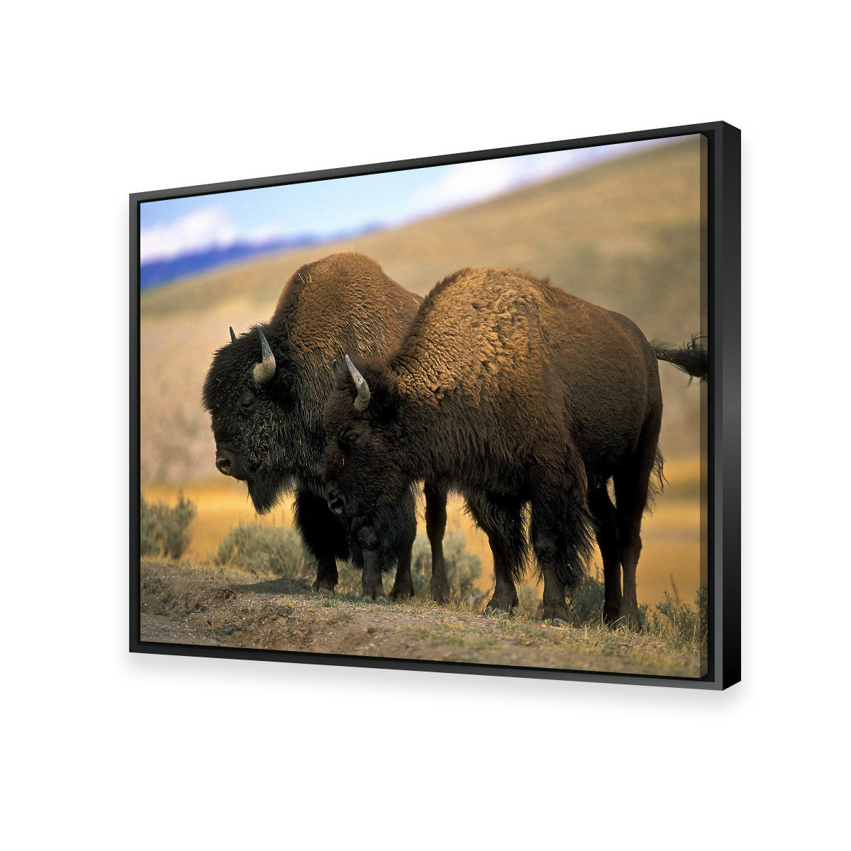 North American Buffalo Wall Art