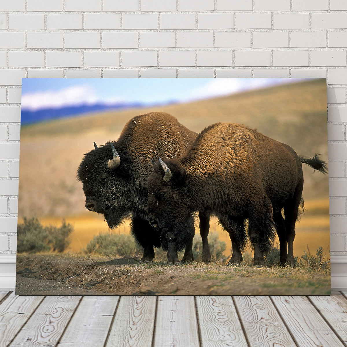 North American Buffalo Wall Art