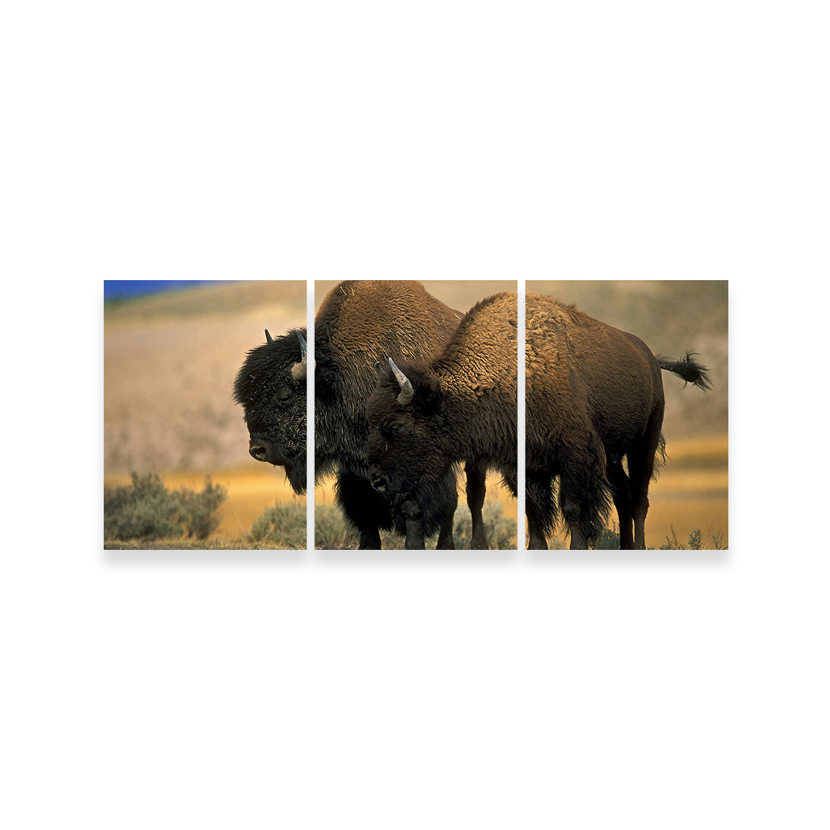 North American Buffalo Wall Art