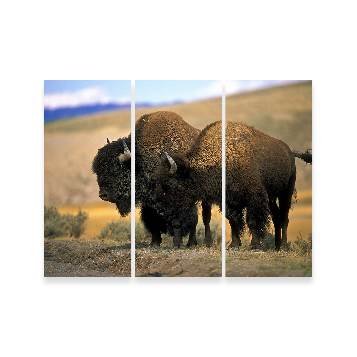 North American Buffalo Wall Art