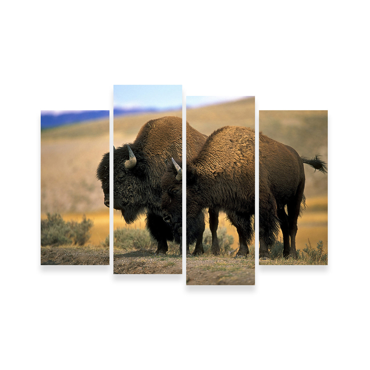 North American Buffalo Wall Art