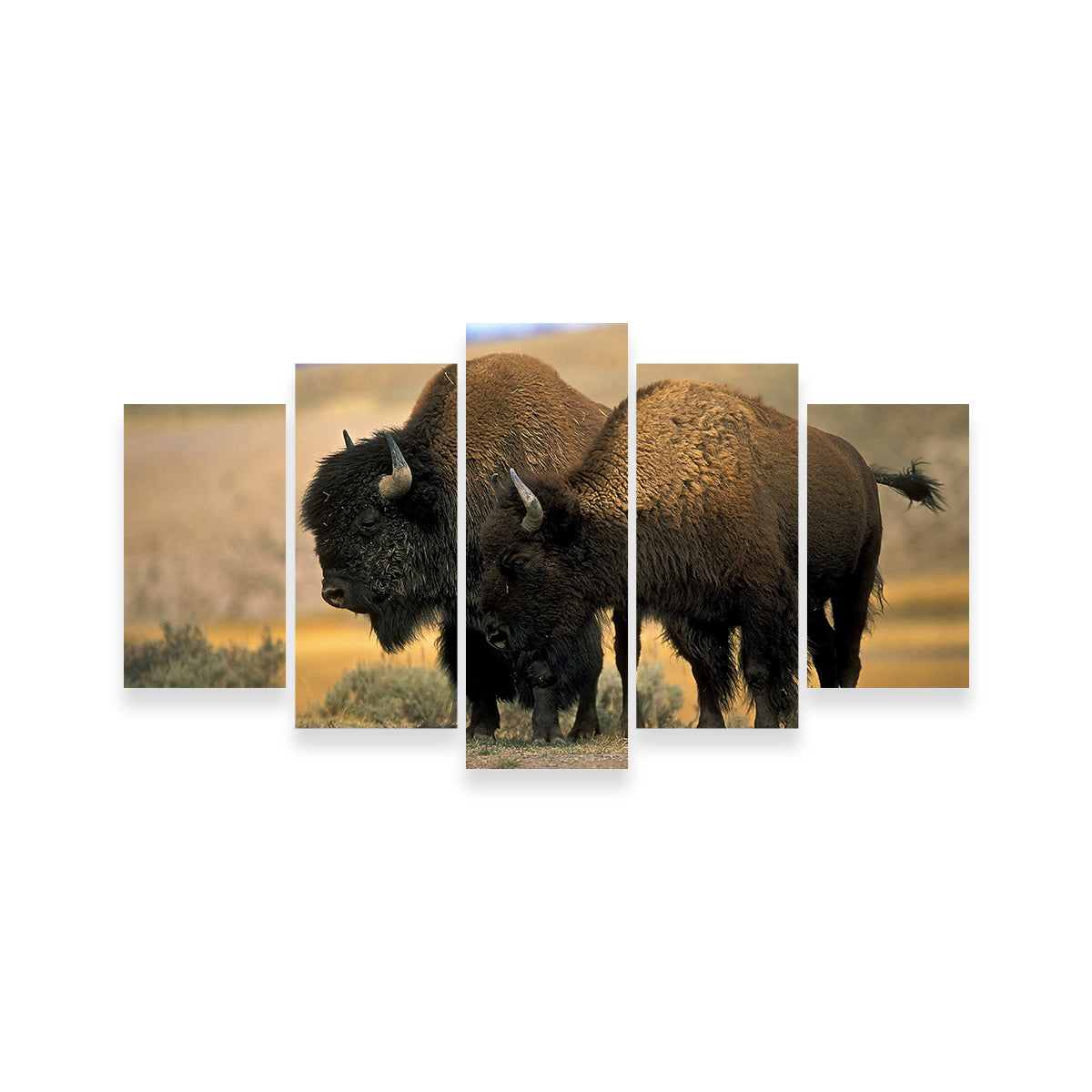 North American Buffalo Wall Art