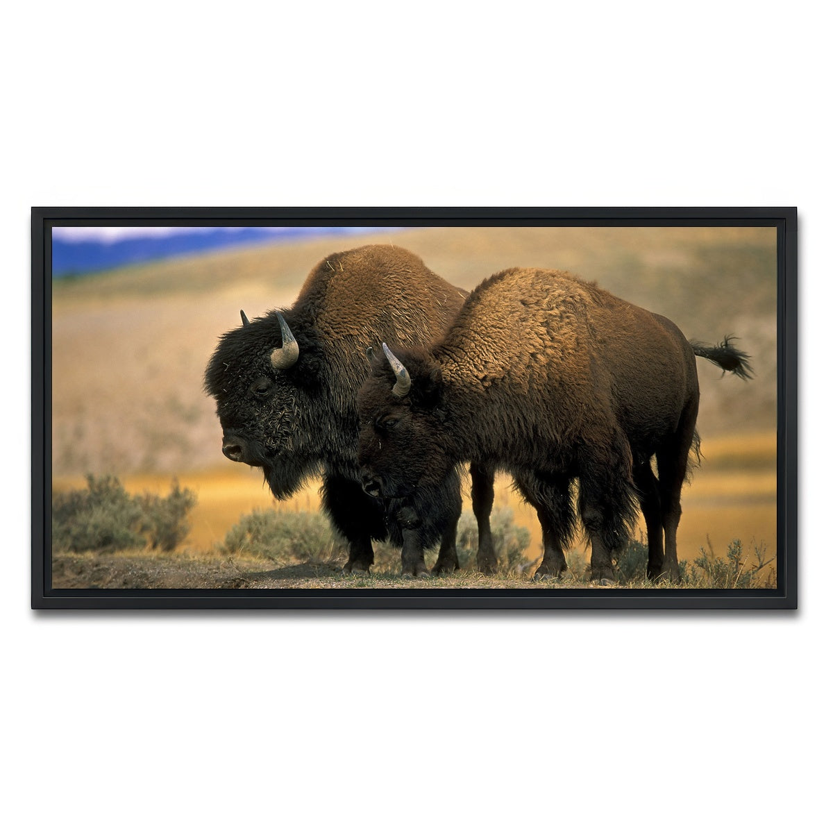 AUTO-MOCKUP WHITE | North American Buffalo | 1 Piece | Black Framed Canvas | group=2x1