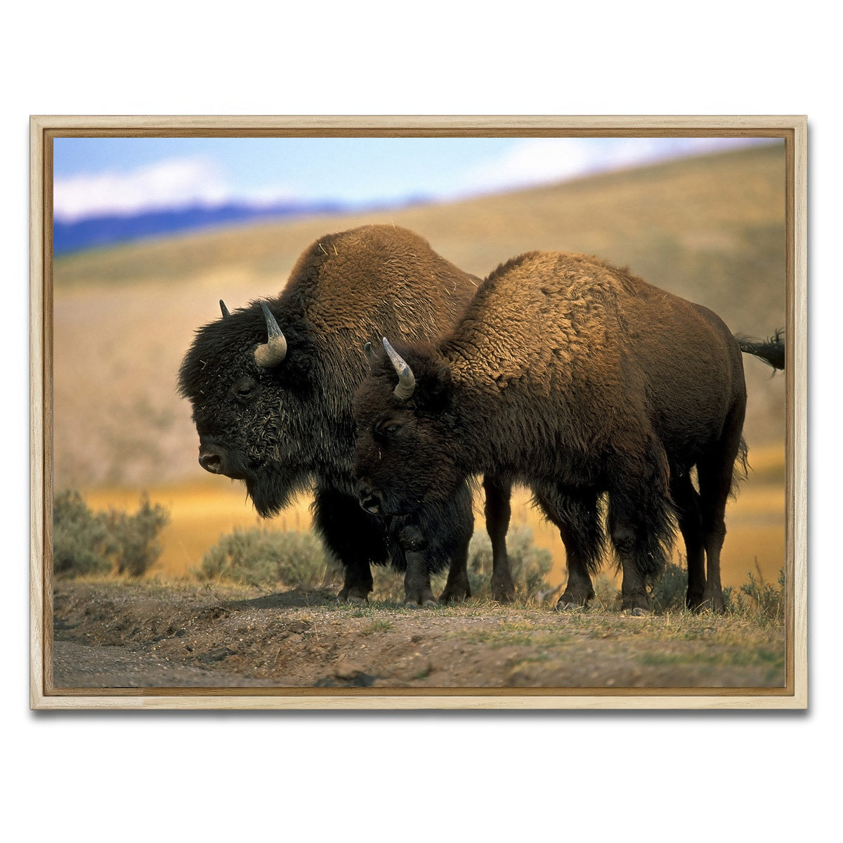 AUTO-MOCKUP WHITE | North American Buffalo | 1 Piece | Natural Framed Canvas | group=4x3