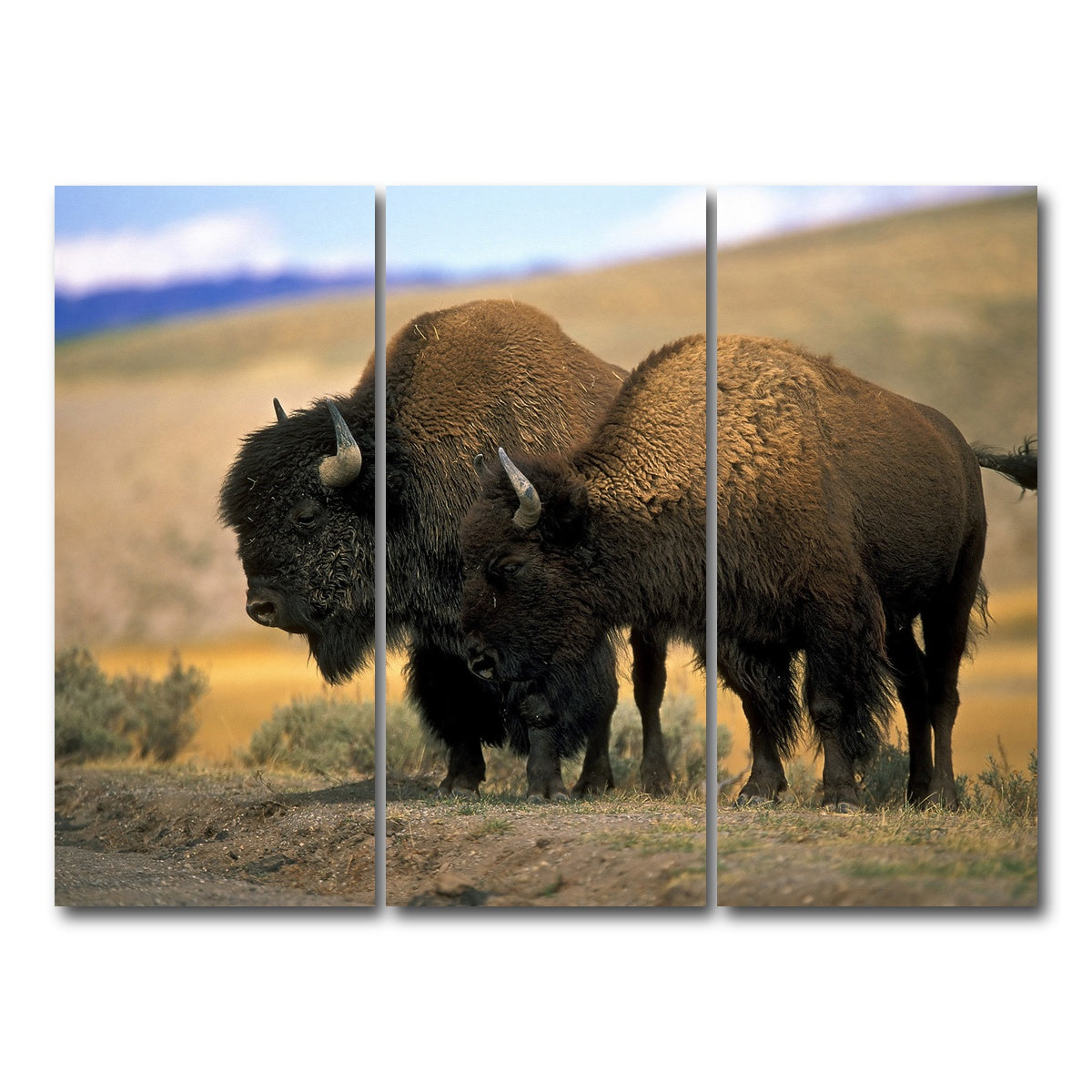 AUTO-MOCKUP WHITE | North American Buffalo | 3 Piece | Gallery Wrap Canvas | group=8x18