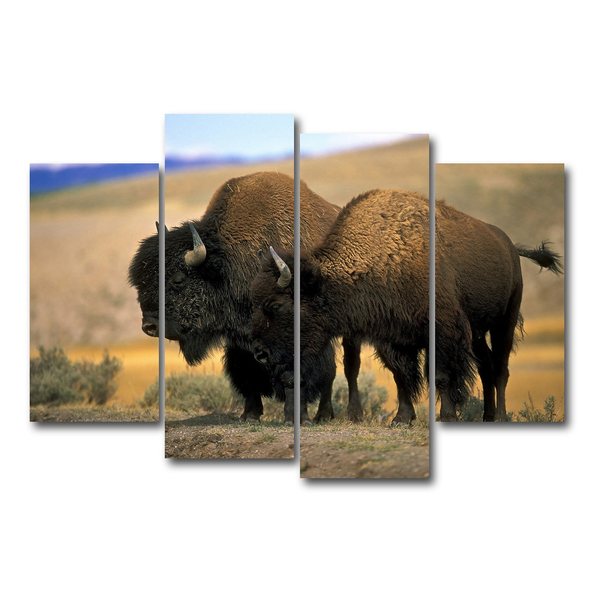 AUTO-MOCKUP WHITE | North American Buffalo | 4 Piece | Gallery Wrap Canvas | group=4_short