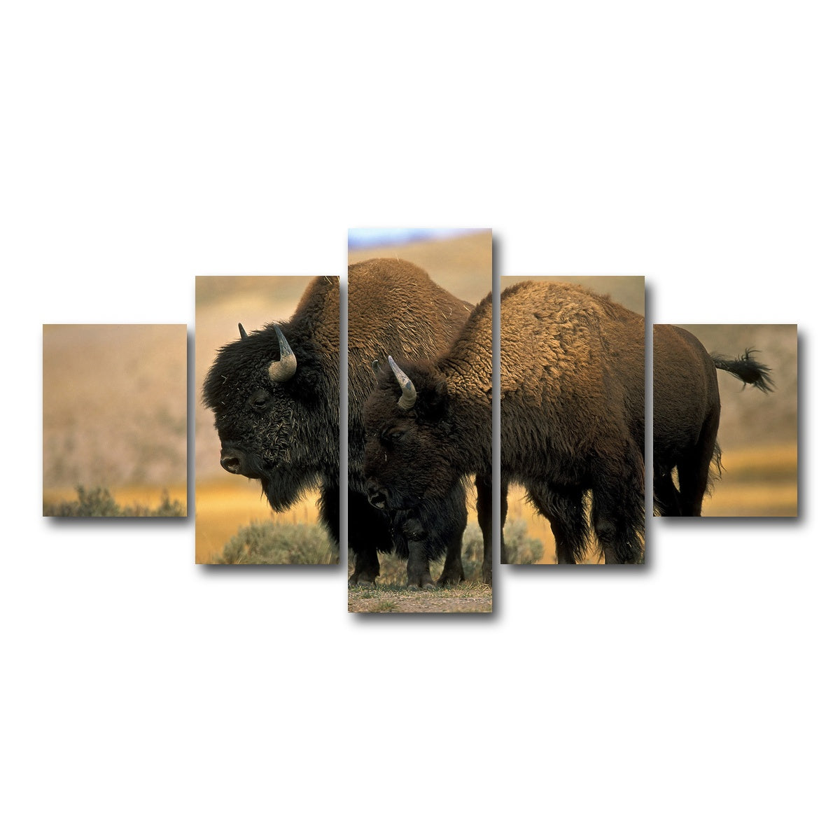 AUTO-MOCKUP WHITE | North American Buffalo | 5 Piece | Gallery Wrap Canvas | group=5_short