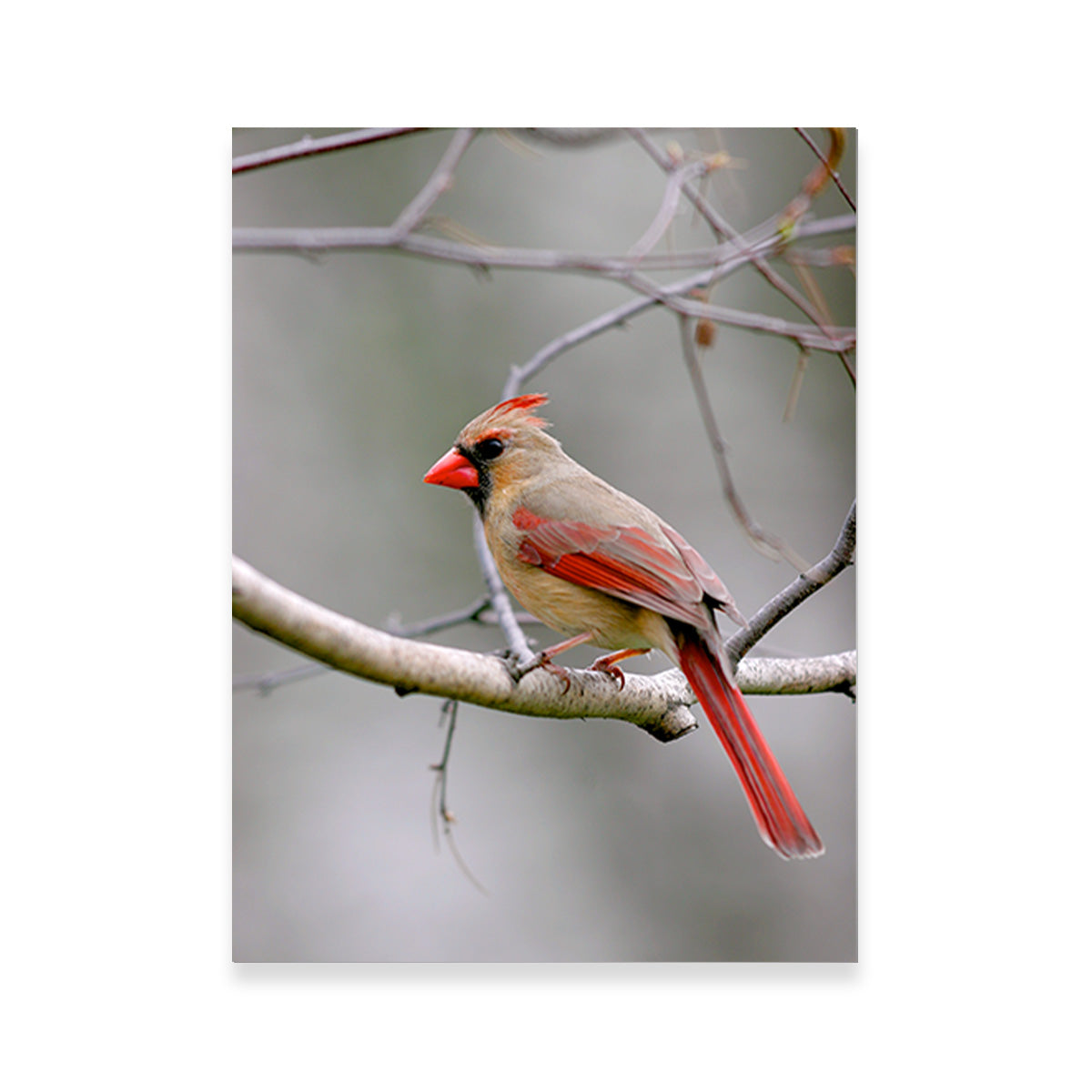 Northern Cardinal Female