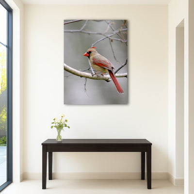 AUTO-MOCKUP ROOM | Northern Cardinal Female