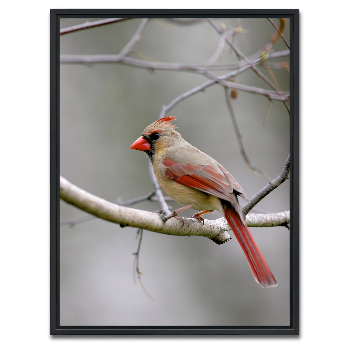 AUTO-MOCKUP WHITE | Northern Cardinal Female | 1 Piece | Black Framed Canvas | group=3x4