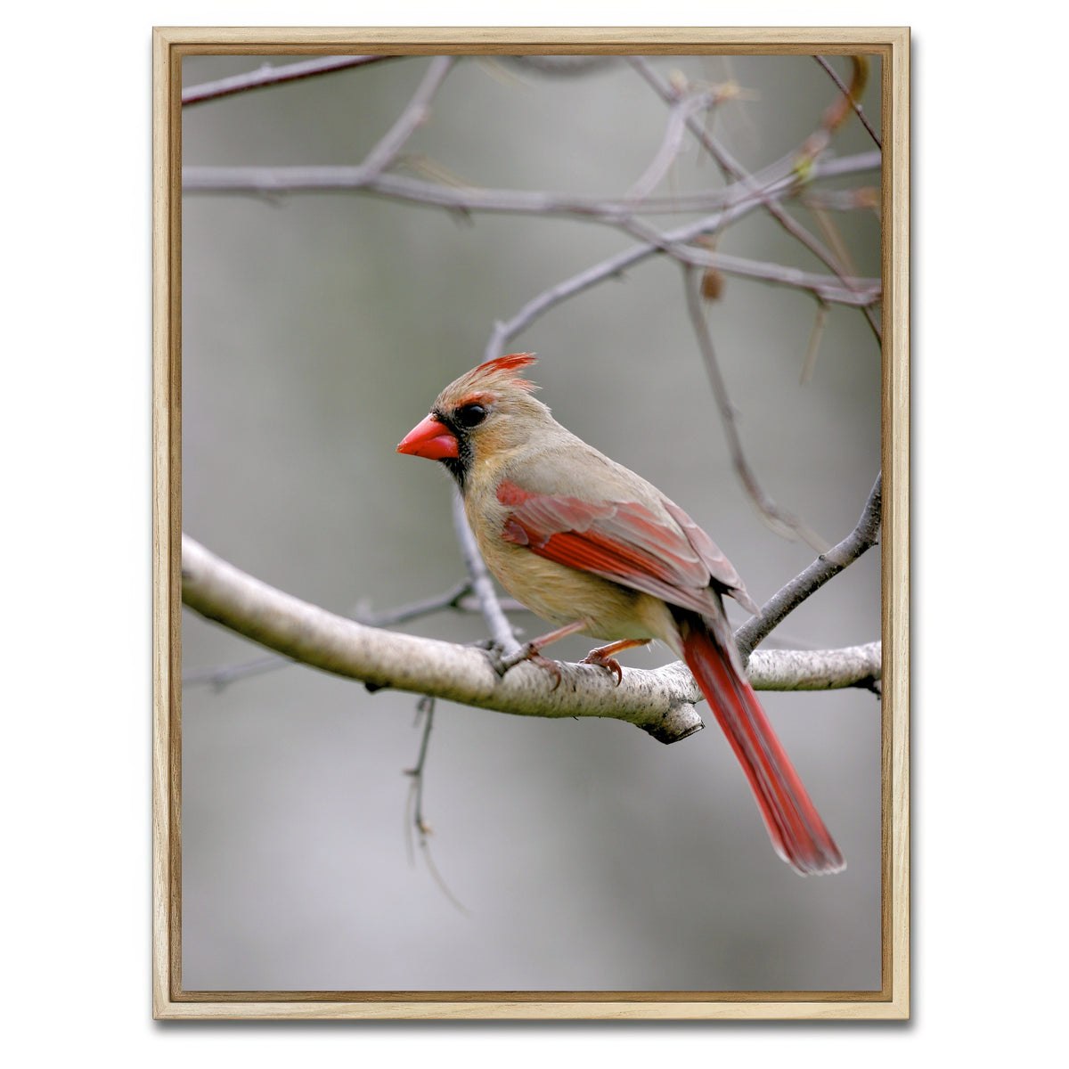 AUTO-MOCKUP WHITE | Northern Cardinal Female | 1 Piece | Natural Framed Canvas | group=3x4