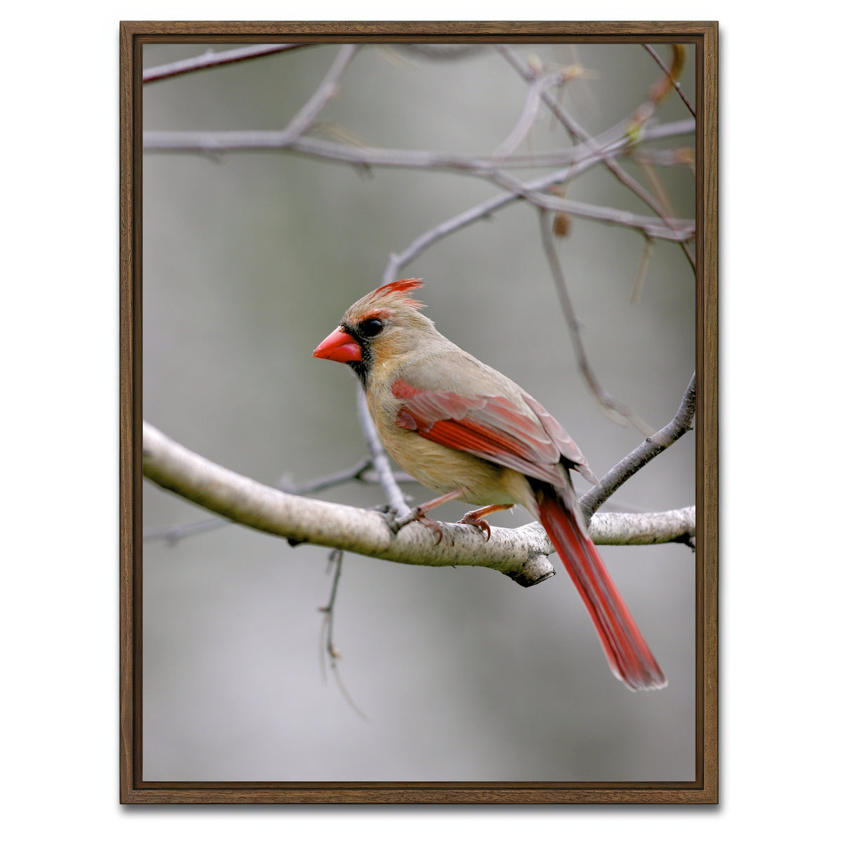 AUTO-MOCKUP WHITE | Northern Cardinal Female | 1 Piece | Walnut Framed Canvas | group=3x4