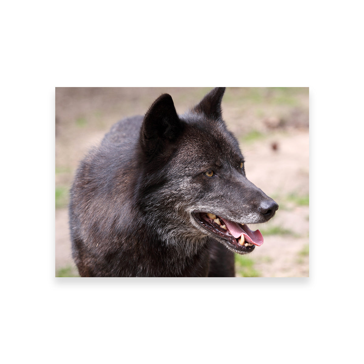 Older Black Wolf Wall Art