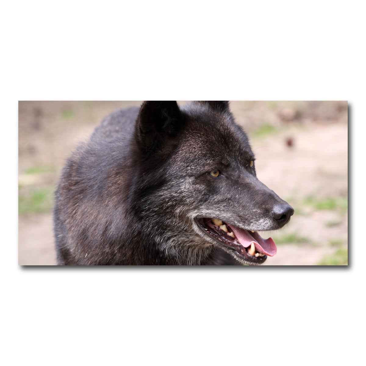 AUTO-MOCKUP WHITE | Older Black Wolf | 1 Piece | Gallery Wrap Canvas | group=2x1