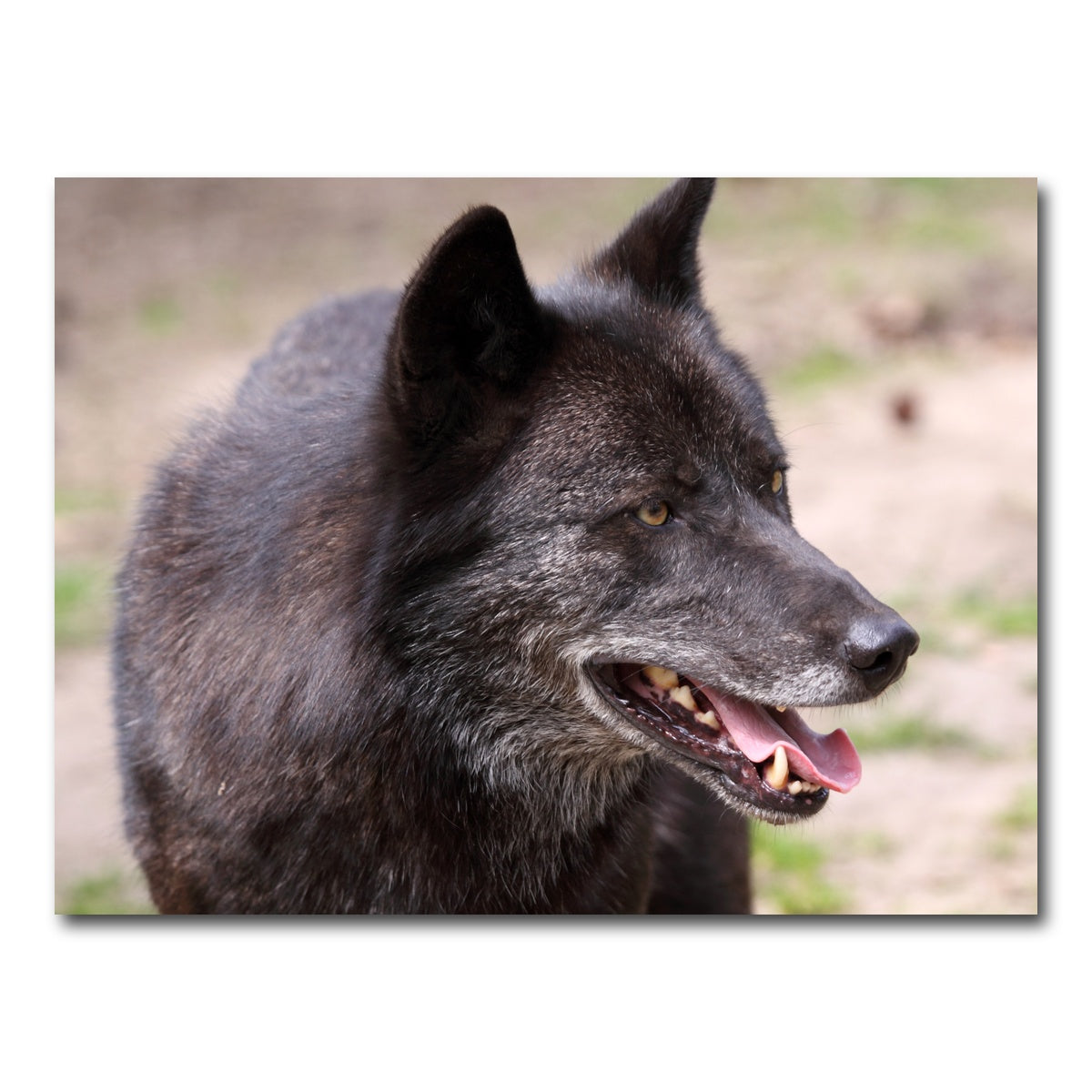 AUTO-MOCKUP WHITE | Older Black Wolf | 1 Piece | Gallery Wrap Canvas | group=4x3