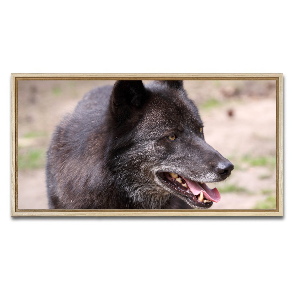AUTO-MOCKUP WHITE | Older Black Wolf | 1 Piece | Natural Framed Canvas | group=2x1