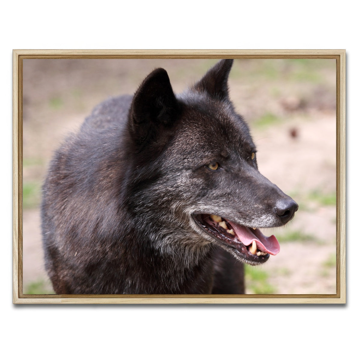 AUTO-MOCKUP WHITE | Older Black Wolf | 1 Piece | Natural Framed Canvas | group=4x3