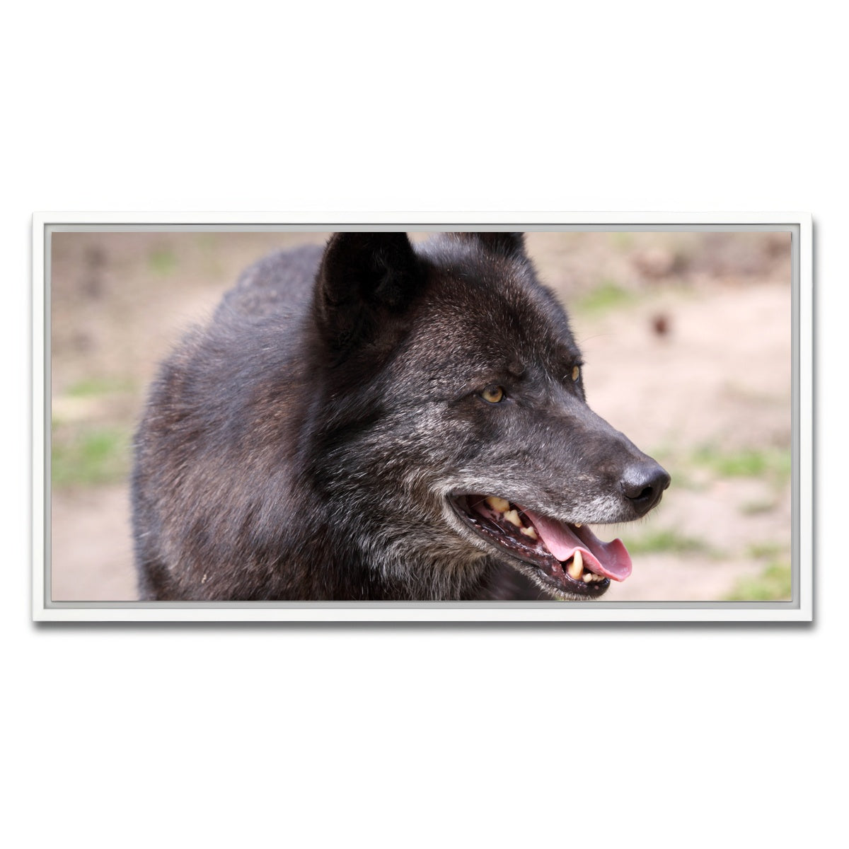 AUTO-MOCKUP WHITE | Older Black Wolf | 1 Piece | White Framed Canvas | group=2x1