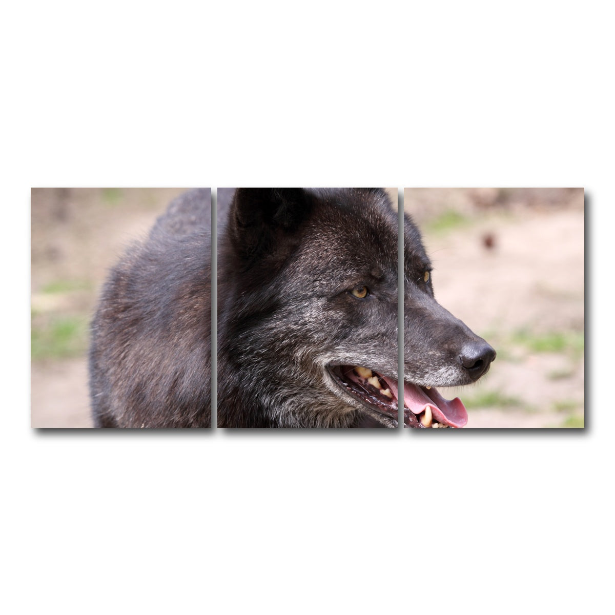 AUTO-MOCKUP WHITE | Older Black Wolf | 3 Piece | Gallery Wrap Canvas | group=18x24