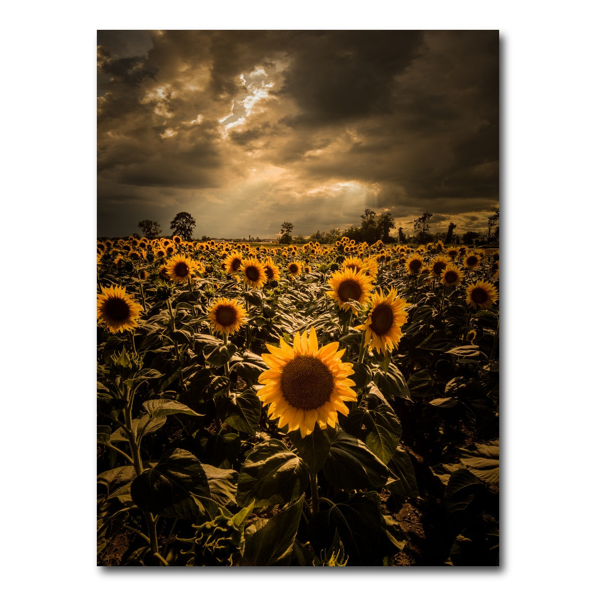AUTO-MOCKUP WHITE | Overcast sunflowers | 1 Piece | Gallery Wrap Canvas | group=3x4