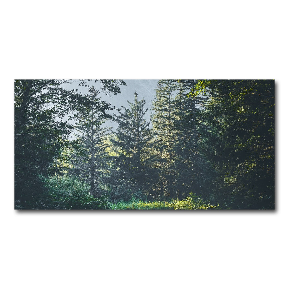 AUTO-MOCKUP WHITE | Overgrown Forest Path | 1 Piece | Gallery Wrap Canvas | group=2x1