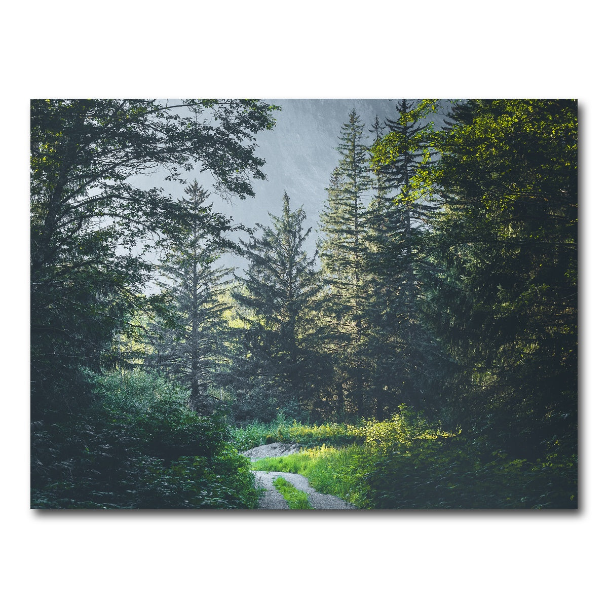 AUTO-MOCKUP WHITE | Overgrown Forest Path | 1 Piece | Gallery Wrap Canvas | group=4x3