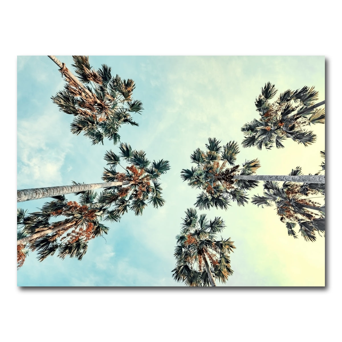 AUTO-MOCKUP WHITE | Palm Trees Blue Sky | 1 Piece | Gallery Wrap Canvas | group=4x3