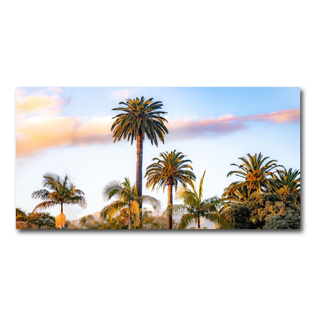 AUTO-MOCKUP WHITE | Palm Trees | 1 Piece | Gallery Wrap Canvas | group=2x1