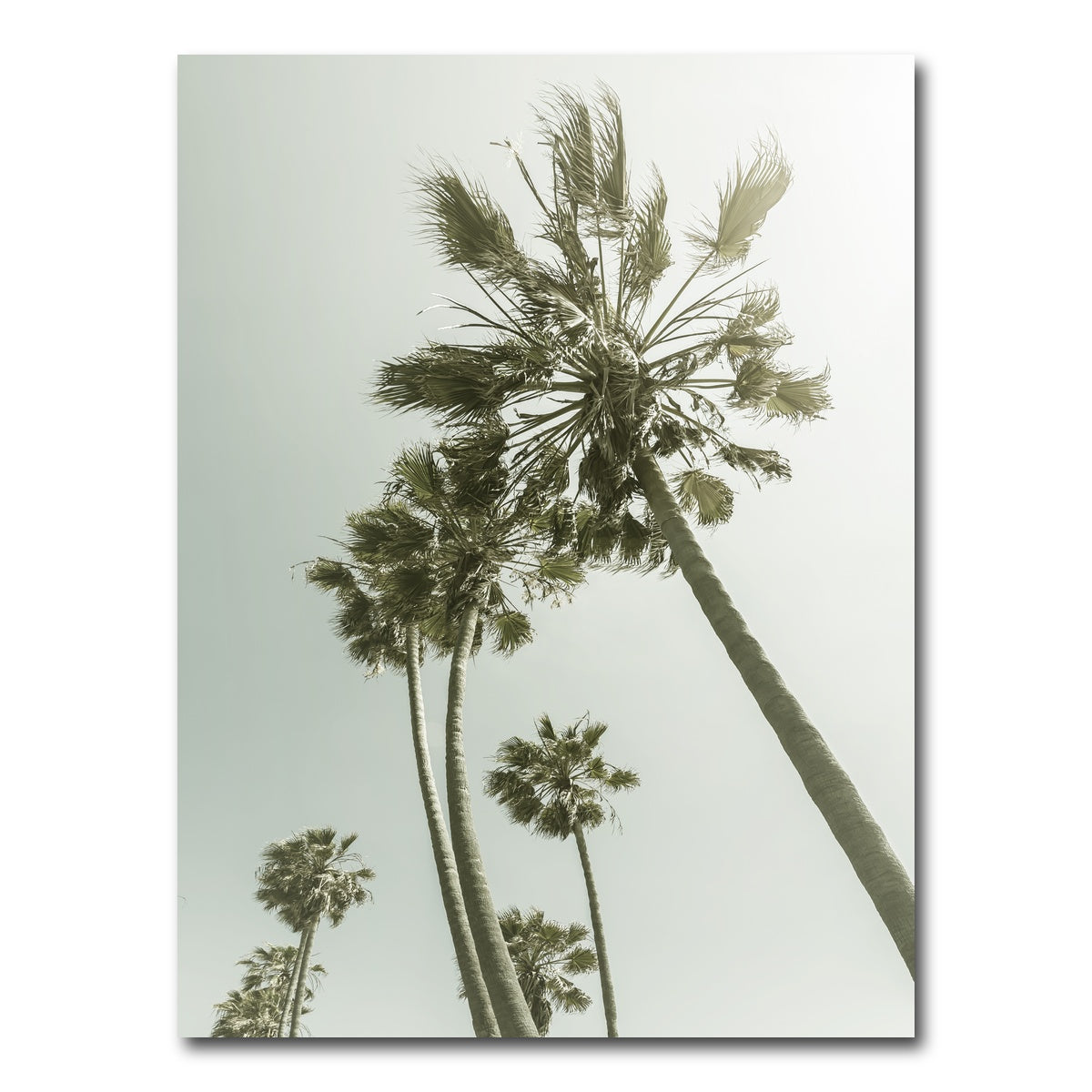AUTO-MOCKUP WHITE | Palm Trees in the sun | 1 Piece | Gallery Wrap Canvas | group=3x4