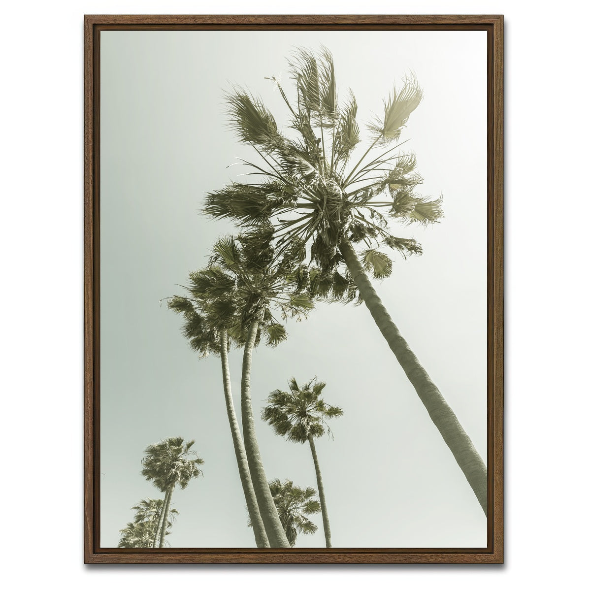 AUTO-MOCKUP WHITE | Palm Trees in the sun | 1 Piece | Walnut Framed Canvas | group=3x4
