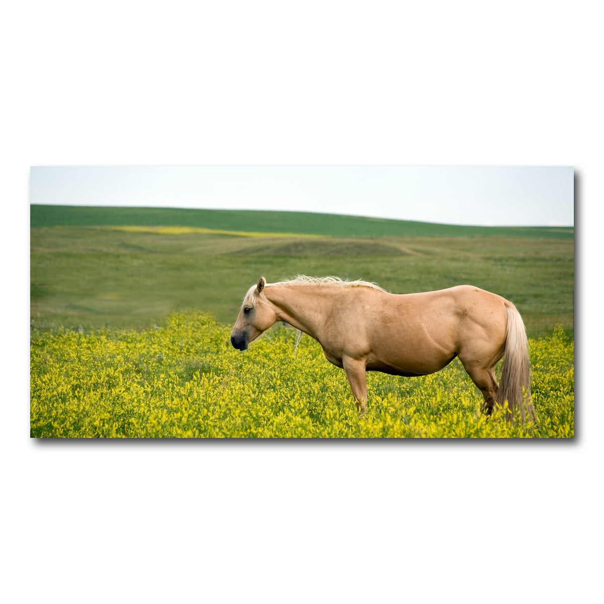 AUTO-MOCKUP WHITE | Palomino quarter horse | 1 Piece | Gallery Wrap Canvas | group=2x1
