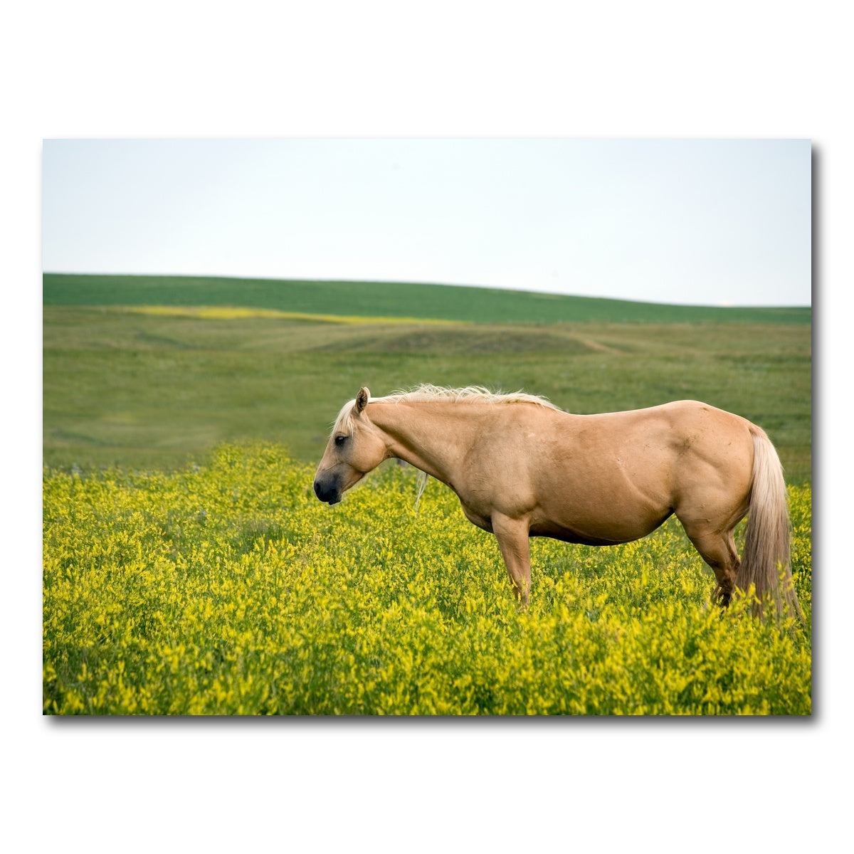 AUTO-MOCKUP WHITE | Palomino quarter horse | 1 Piece | Gallery Wrap Canvas | group=4x3