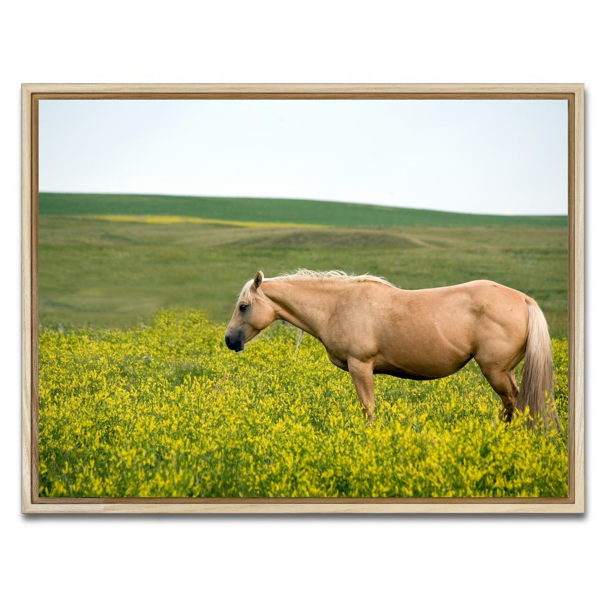 AUTO-MOCKUP WHITE | Palomino quarter horse | 1 Piece | Natural Framed Canvas | group=4x3