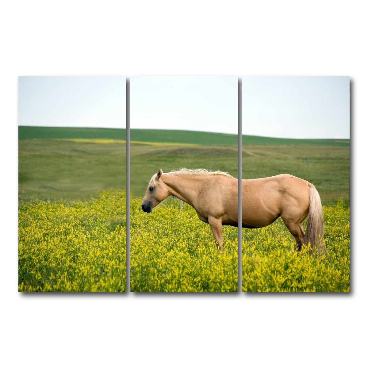 AUTO-MOCKUP WHITE | Palomino quarter horse | 3 Piece | Gallery Wrap Canvas | group=12x24