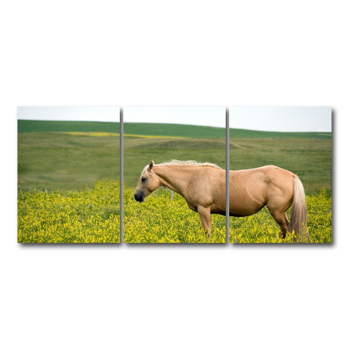 AUTO-MOCKUP WHITE | Palomino quarter horse | 3 Piece | Gallery Wrap Canvas | group=18x24