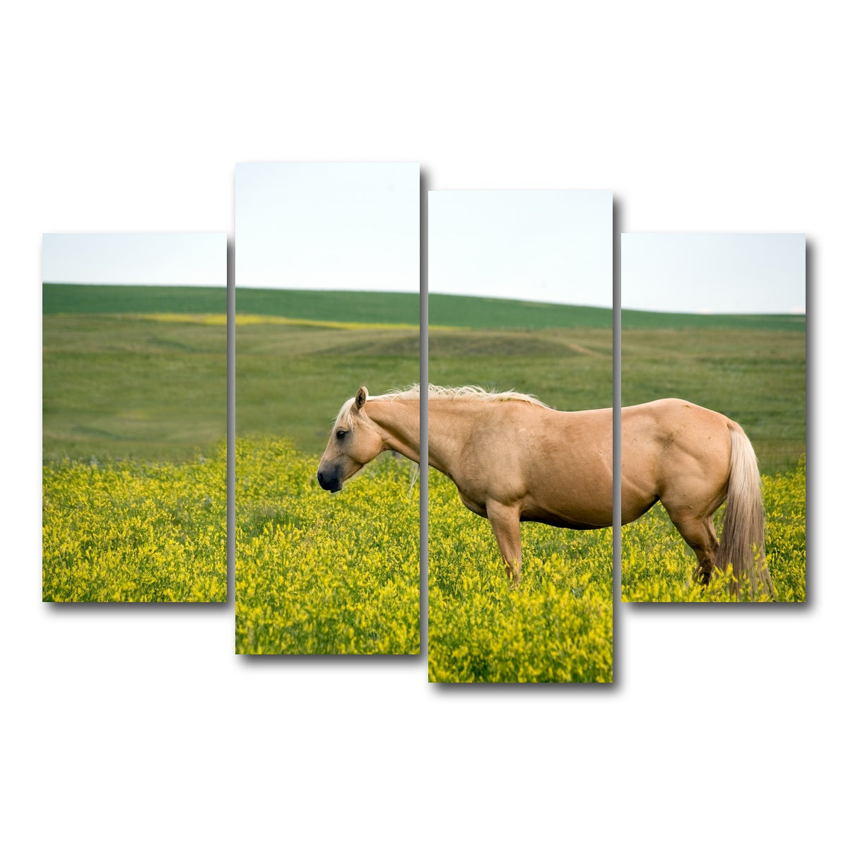AUTO-MOCKUP WHITE | Palomino quarter horse | 4 Piece | Gallery Wrap Canvas | group=4_short
