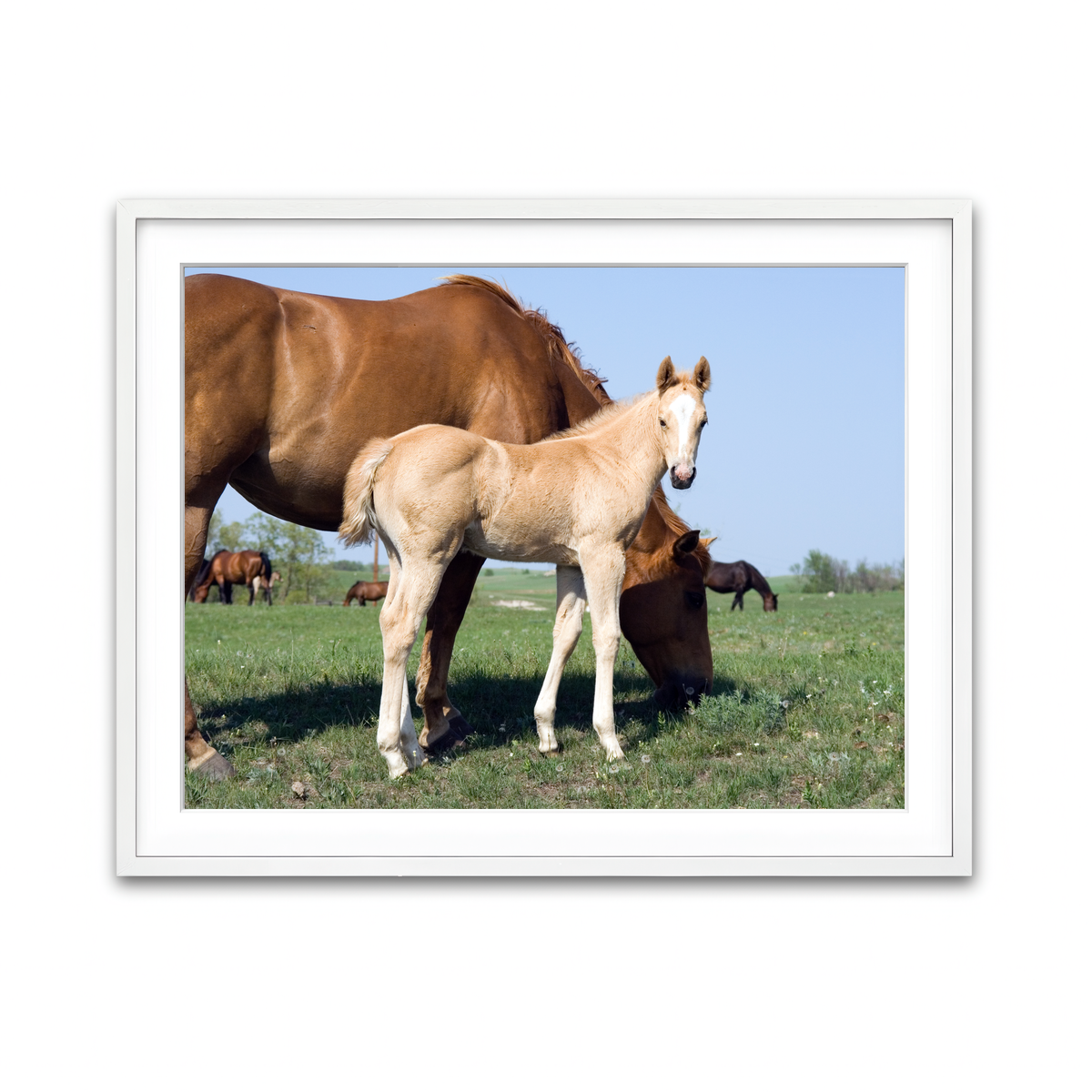 Framed Print 4x3 White