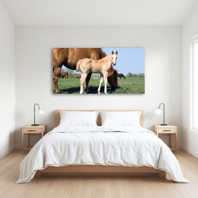 AUTO-MOCKUP ROOM | Palomino quarter horse foal and mare